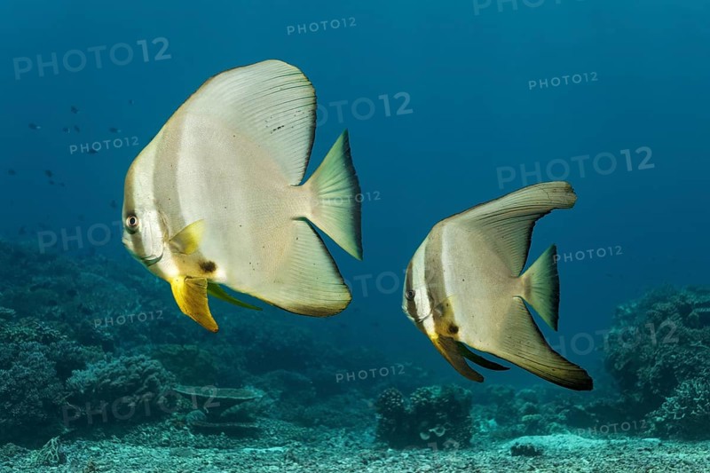 Teira batfish