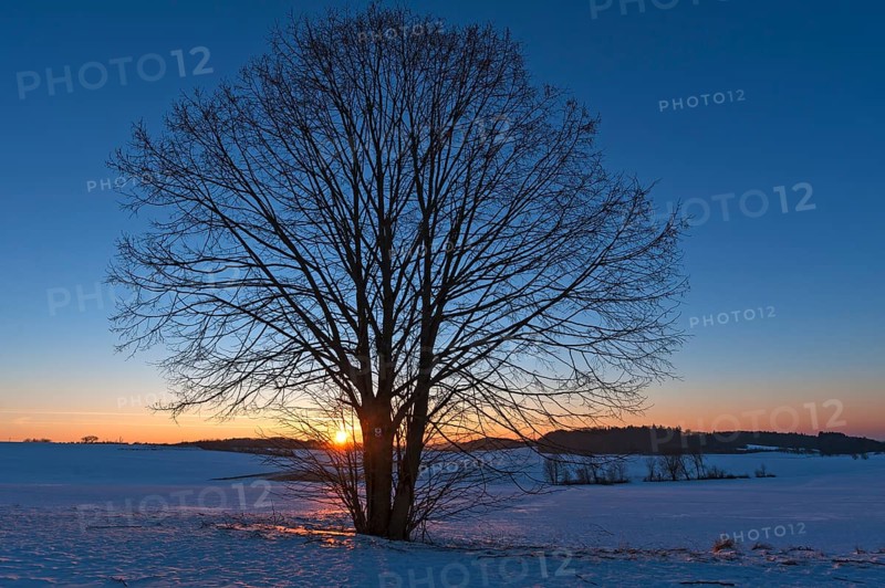Black Alder