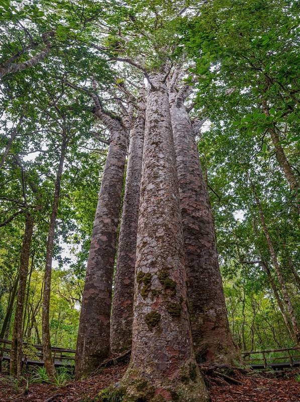 Four Kauri trees