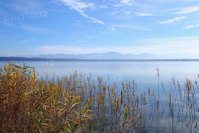 Reed on the lakeside