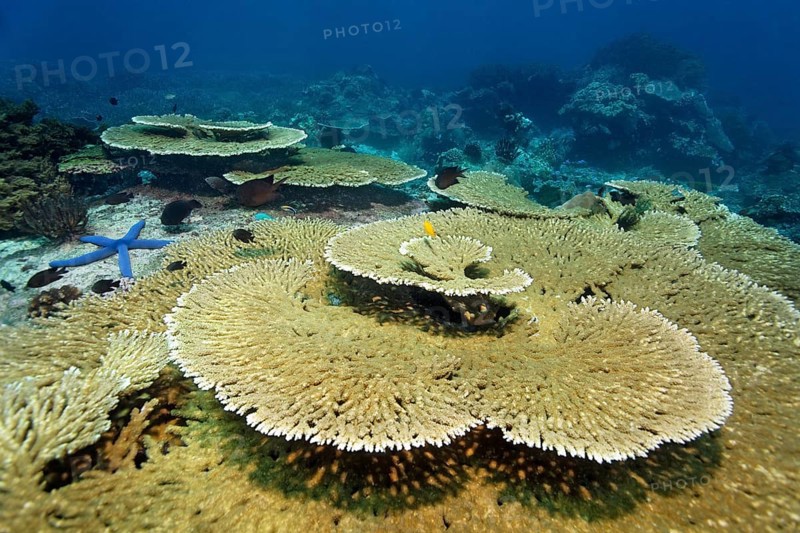 Agropora clathrata