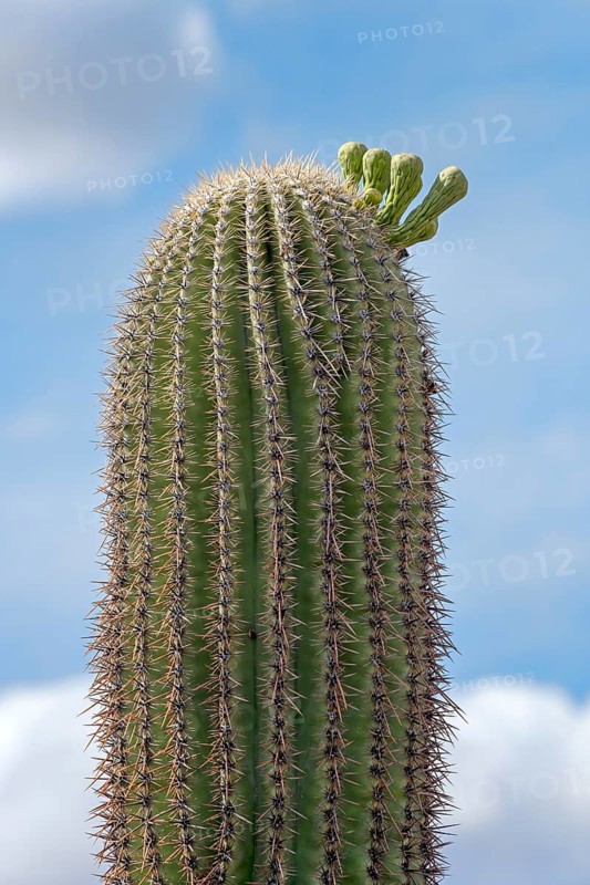 Saguaro
