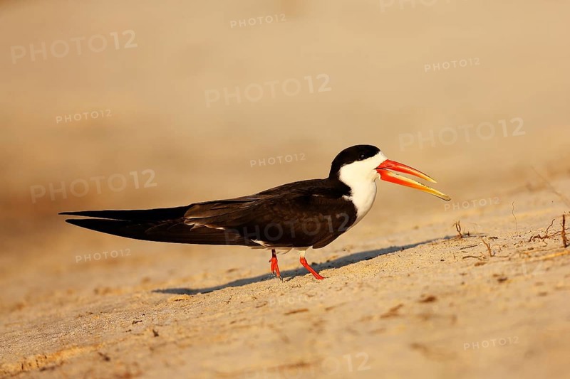 African skimmer