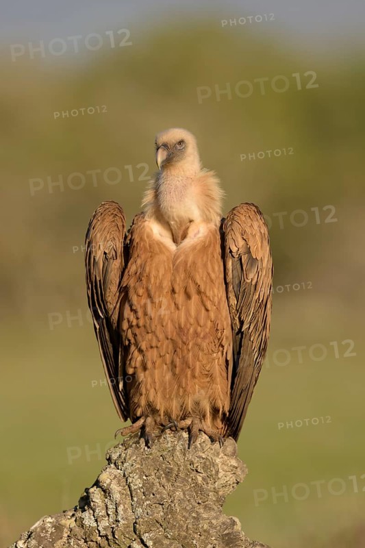 Griffon vulture