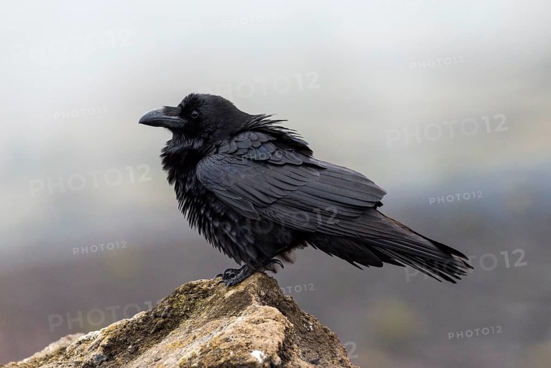 Canary Islands ravens