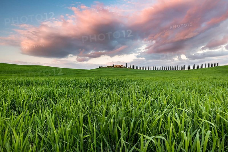 Country estate Poggio Covili with road lined with cypress trees