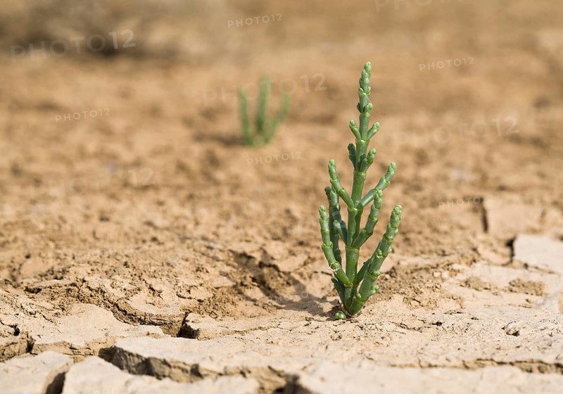 Samphire