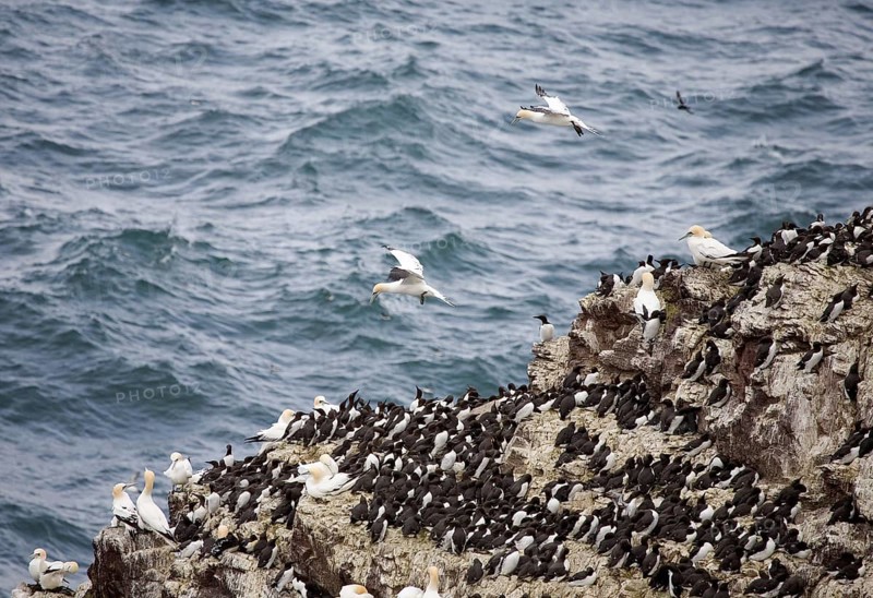 Common Guillemots