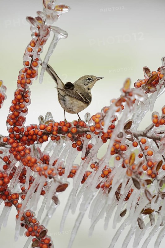 Pine Warbler