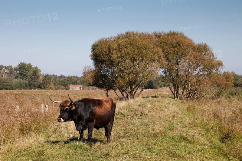 Cattle
