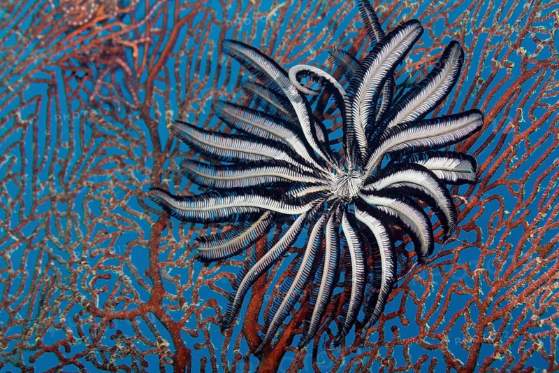 Feather Star