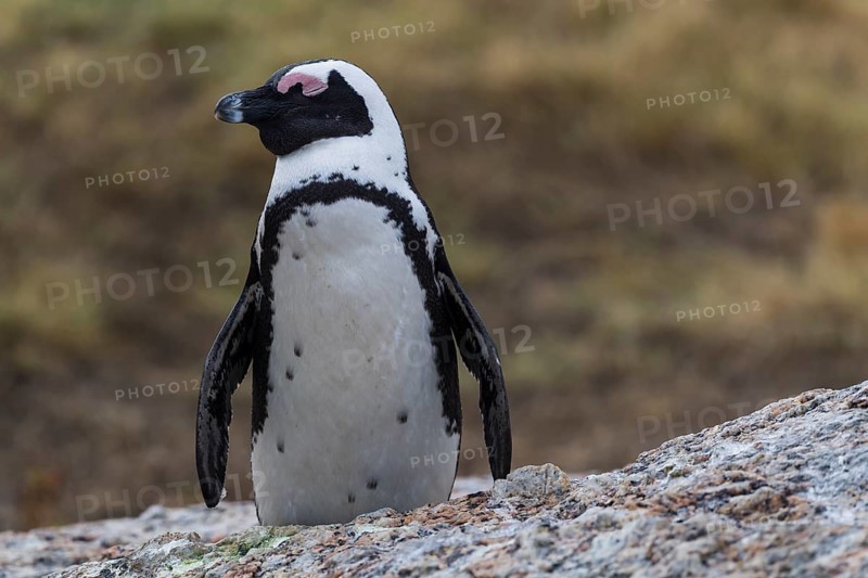 Black footed penguin