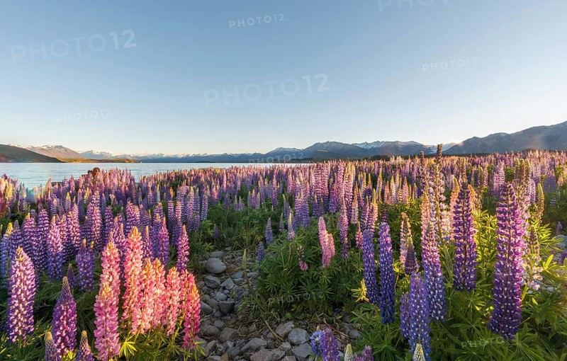 Purple Large-leaved lupines