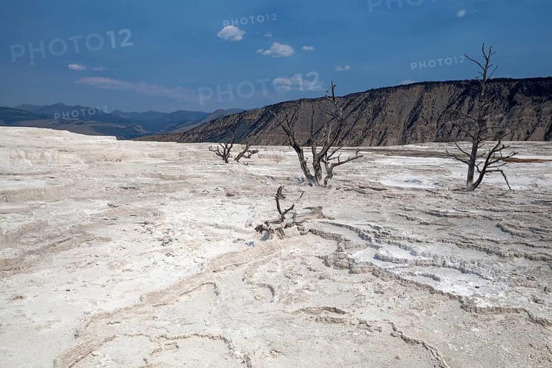 Dead trees standing in mineral deposits