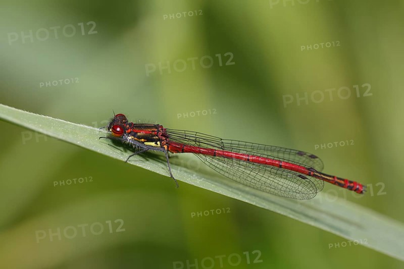 Large red damselfly