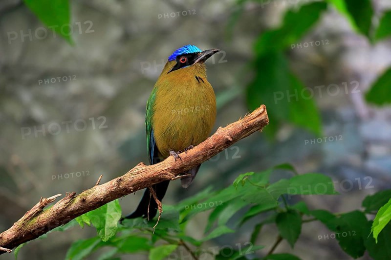 Blue-crowned motmot