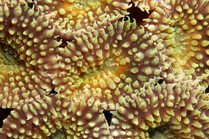 Polyps