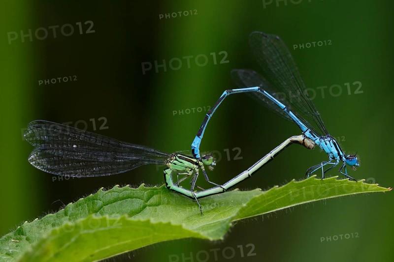 Azure damselfly