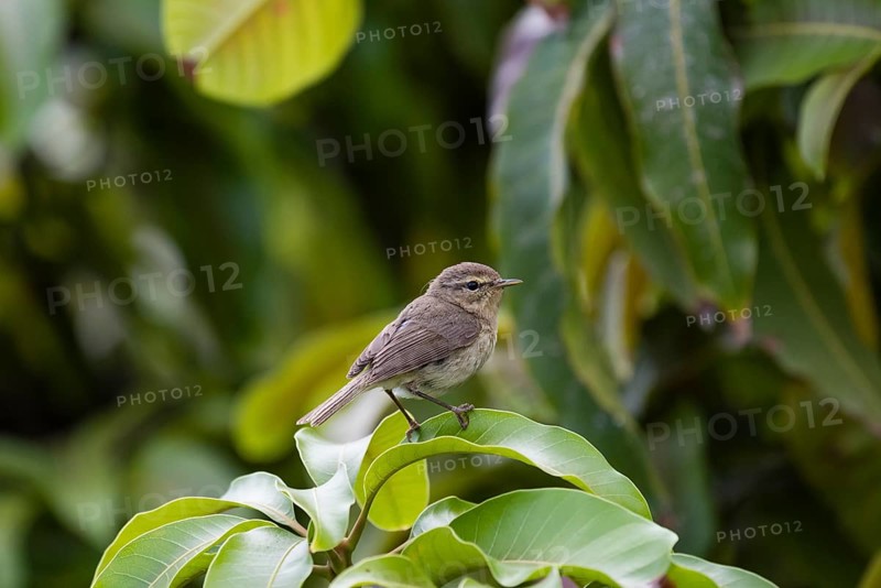 Canary Islands Chiffchaff
