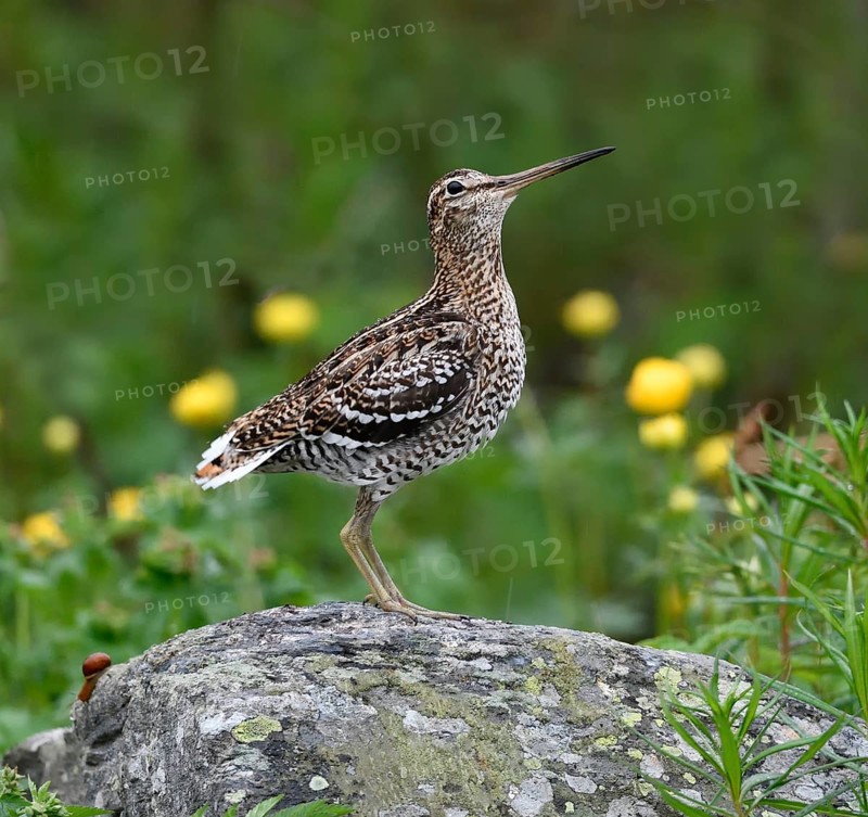 Great snipe