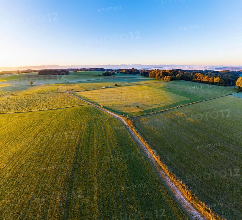 Meadow landscape at sunrise
