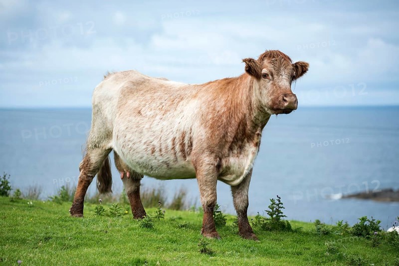 Cow