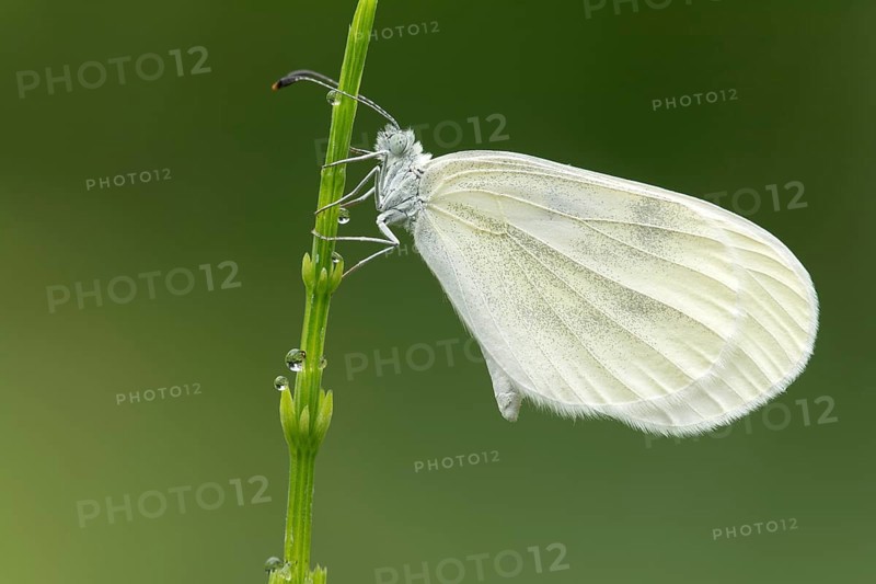 Small White