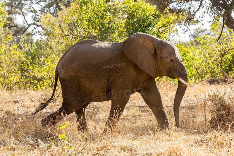 African Elephant