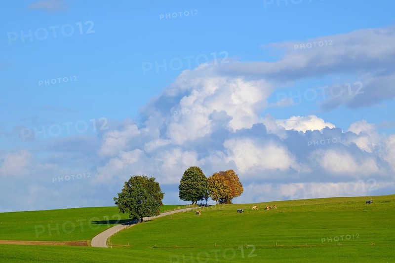 Country road through meadow landscape