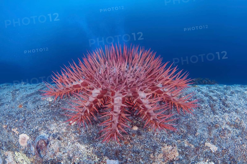 Thorns Sea Star