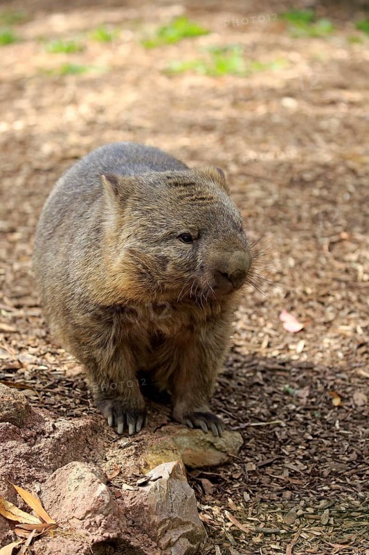 Common wombat