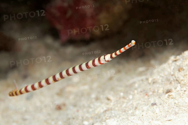 Banded pipefish
