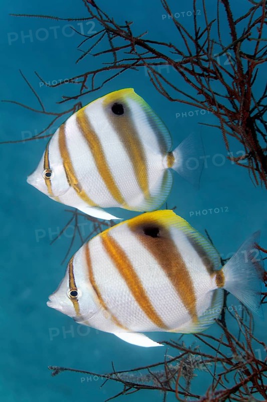 Sixspine butterflyfish