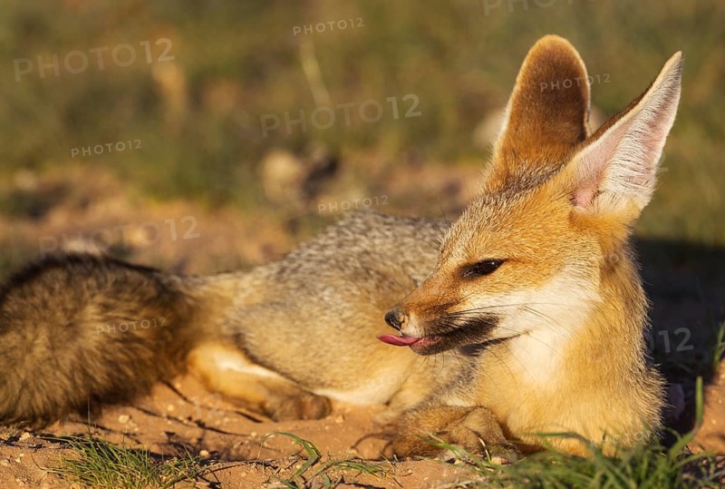 Cape Fox