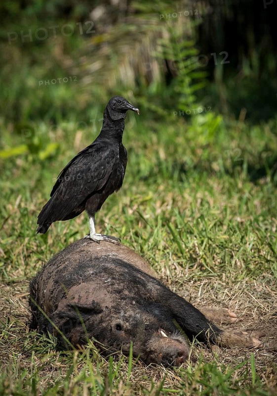 Black Vulture