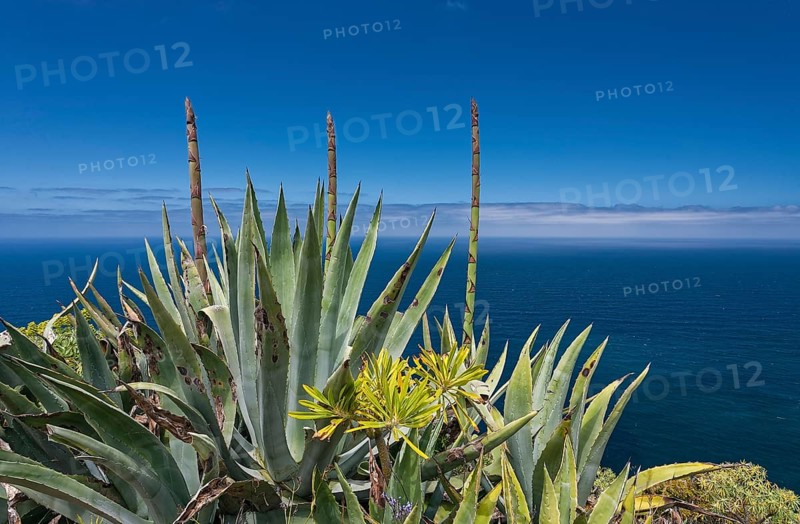 Century plantn