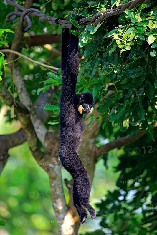 Yellow-cheeked gibbon
