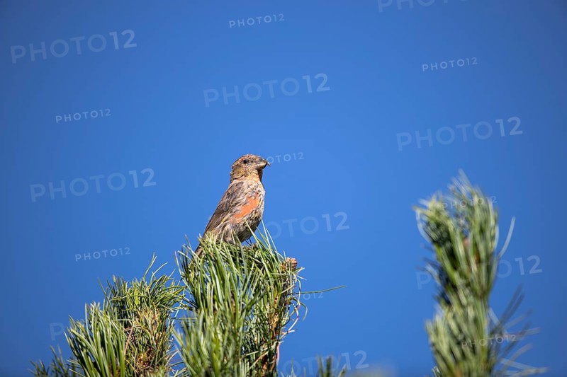 Common crossbill
