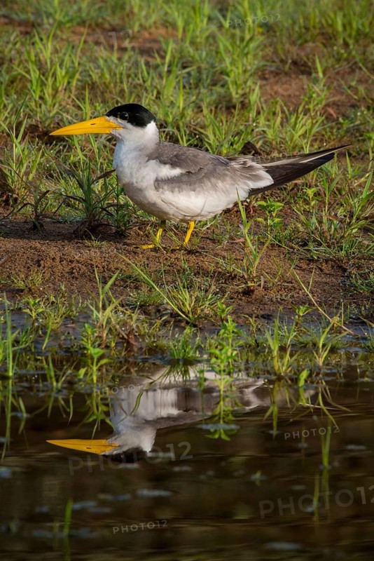 Large-billed tern