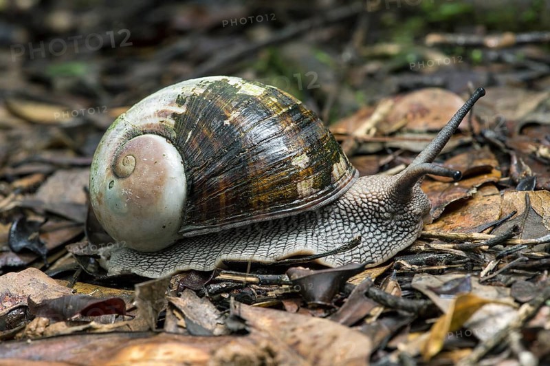 Helicophanta