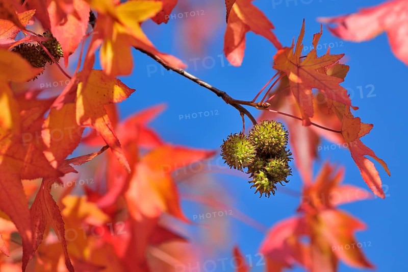 American sweetgum