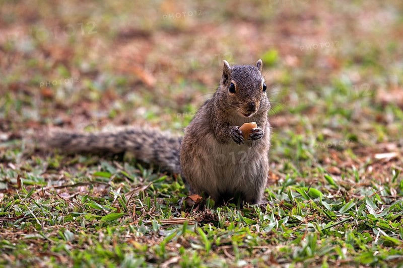 Palm squirrel