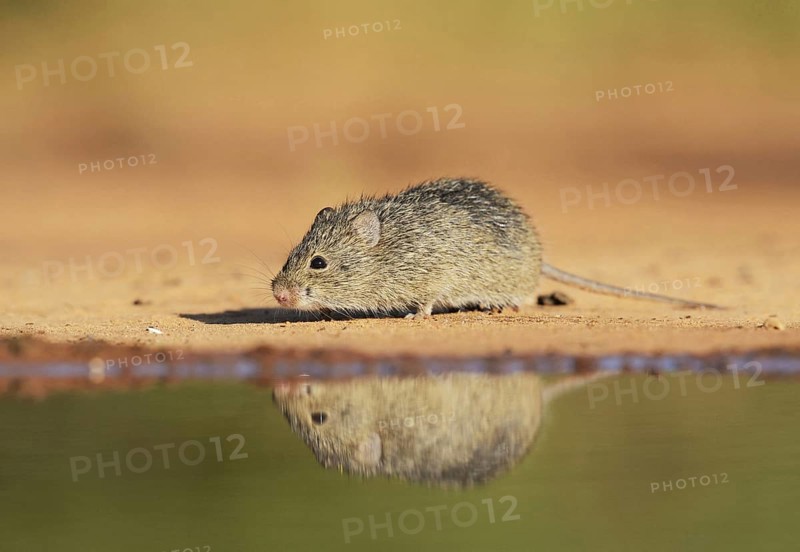 Hispid Cotton Rat