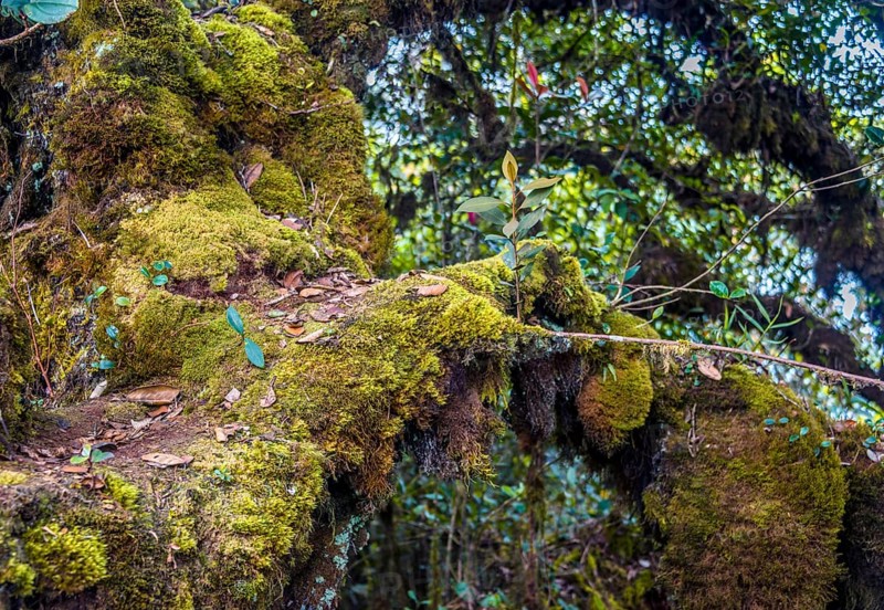 Moss covered trees and branches