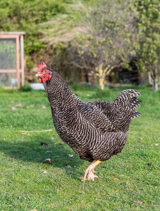 Black-white chicken