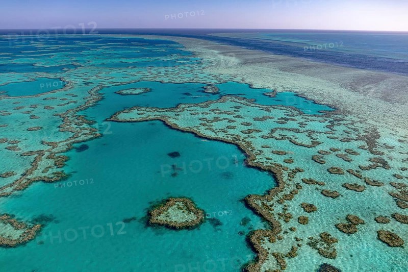 Coral Reef