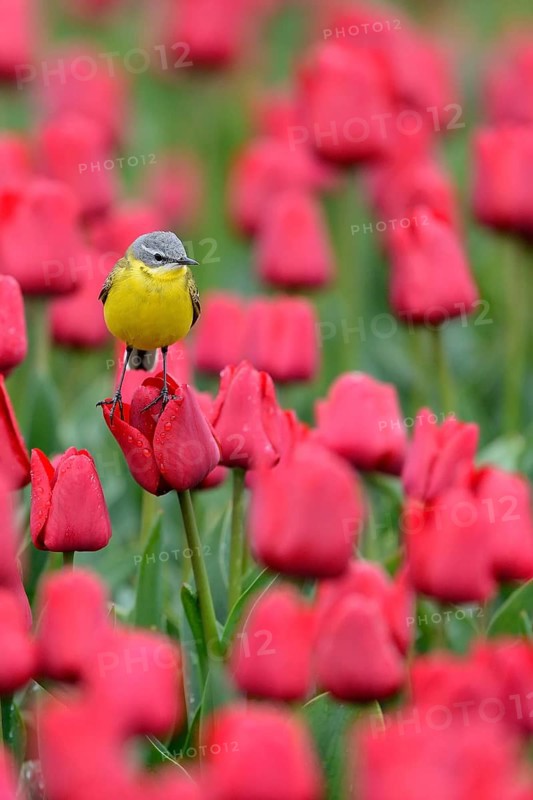 Yellow wagtail