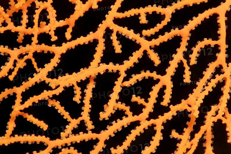 Detail of a fan coral