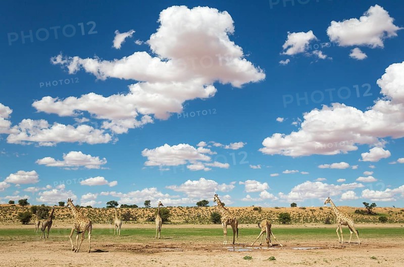 Southern Giraffes