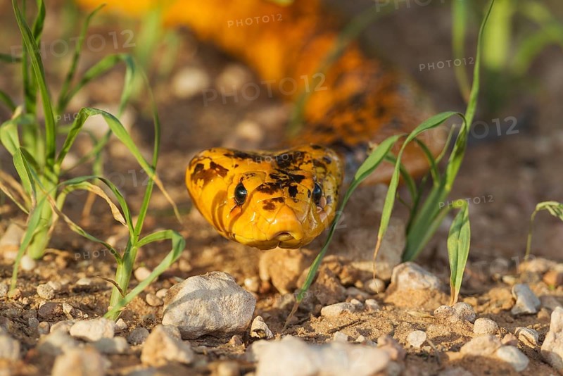 Cape Cobra